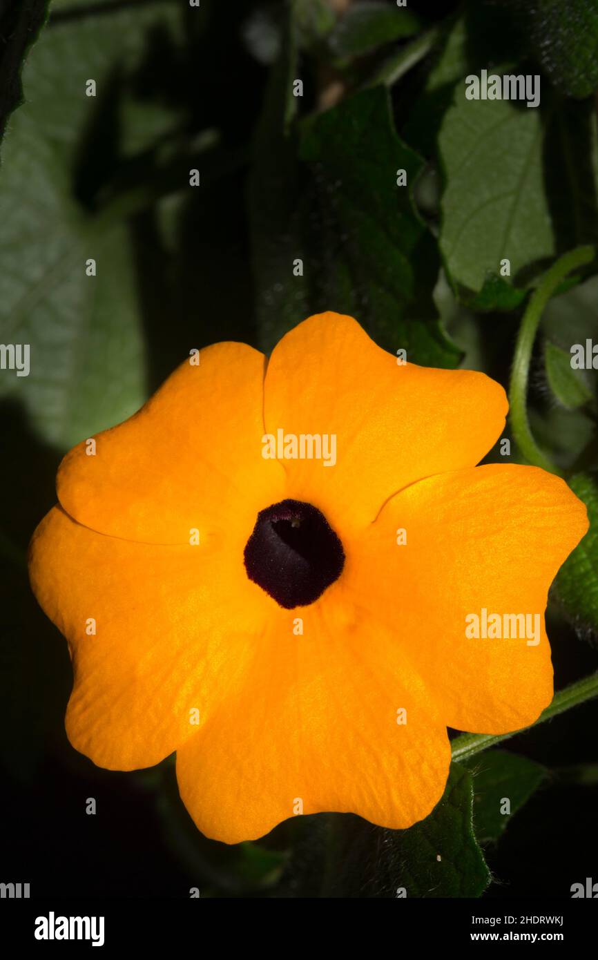 blackeyed susan vine, blackeyed susan vines Stock Photo Alamy