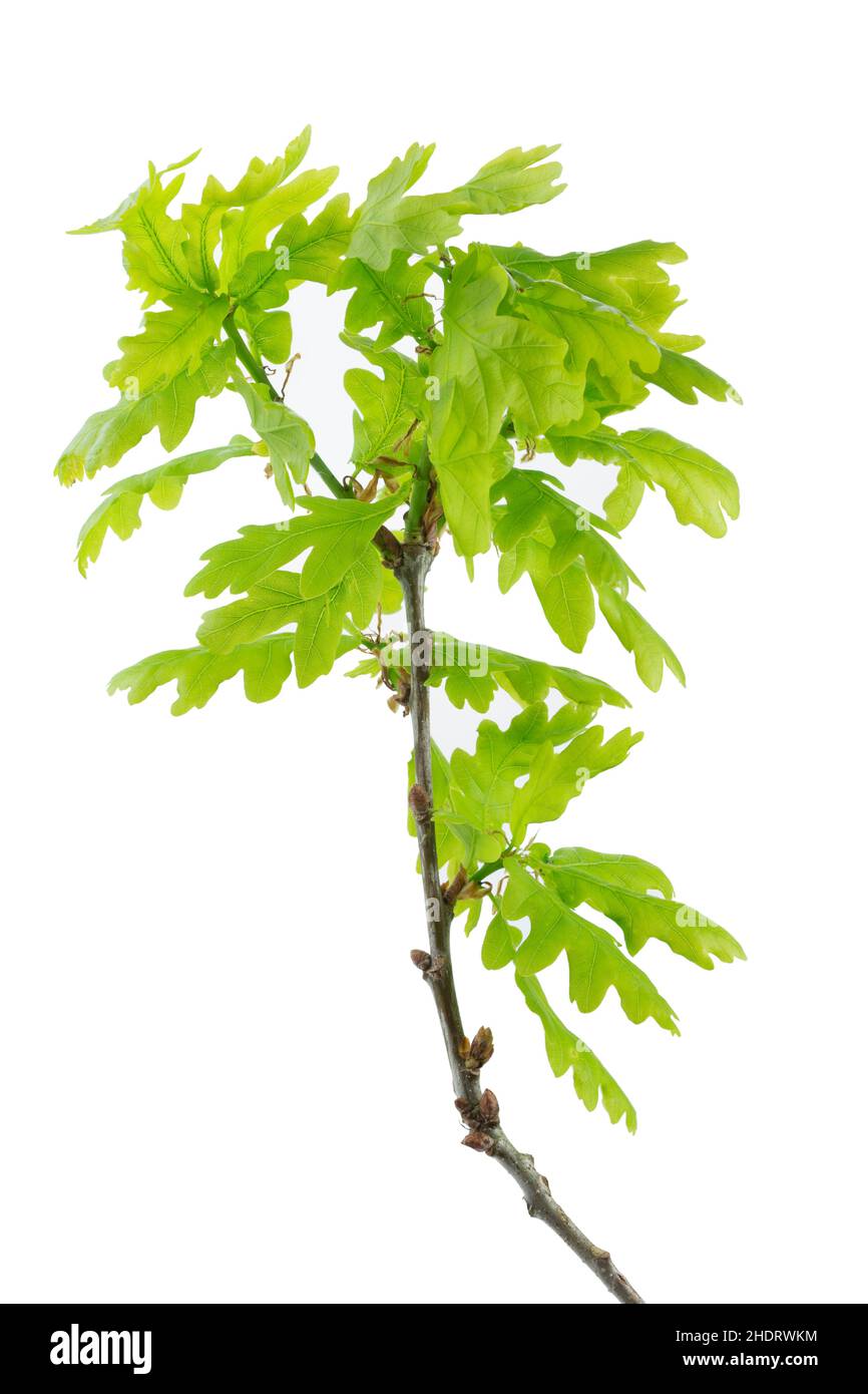 Oak branch with leaves hires stock photography and images Alamy