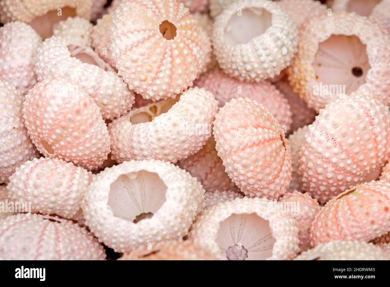 sea urchin, sea urchin shells, sea urchins Stock Photo Alamy