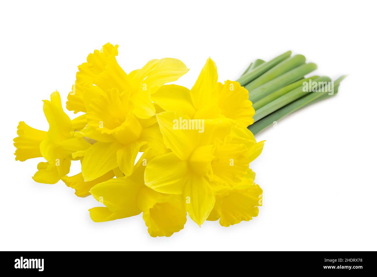 easter daffodil, daffodils Stock Photo Alamy