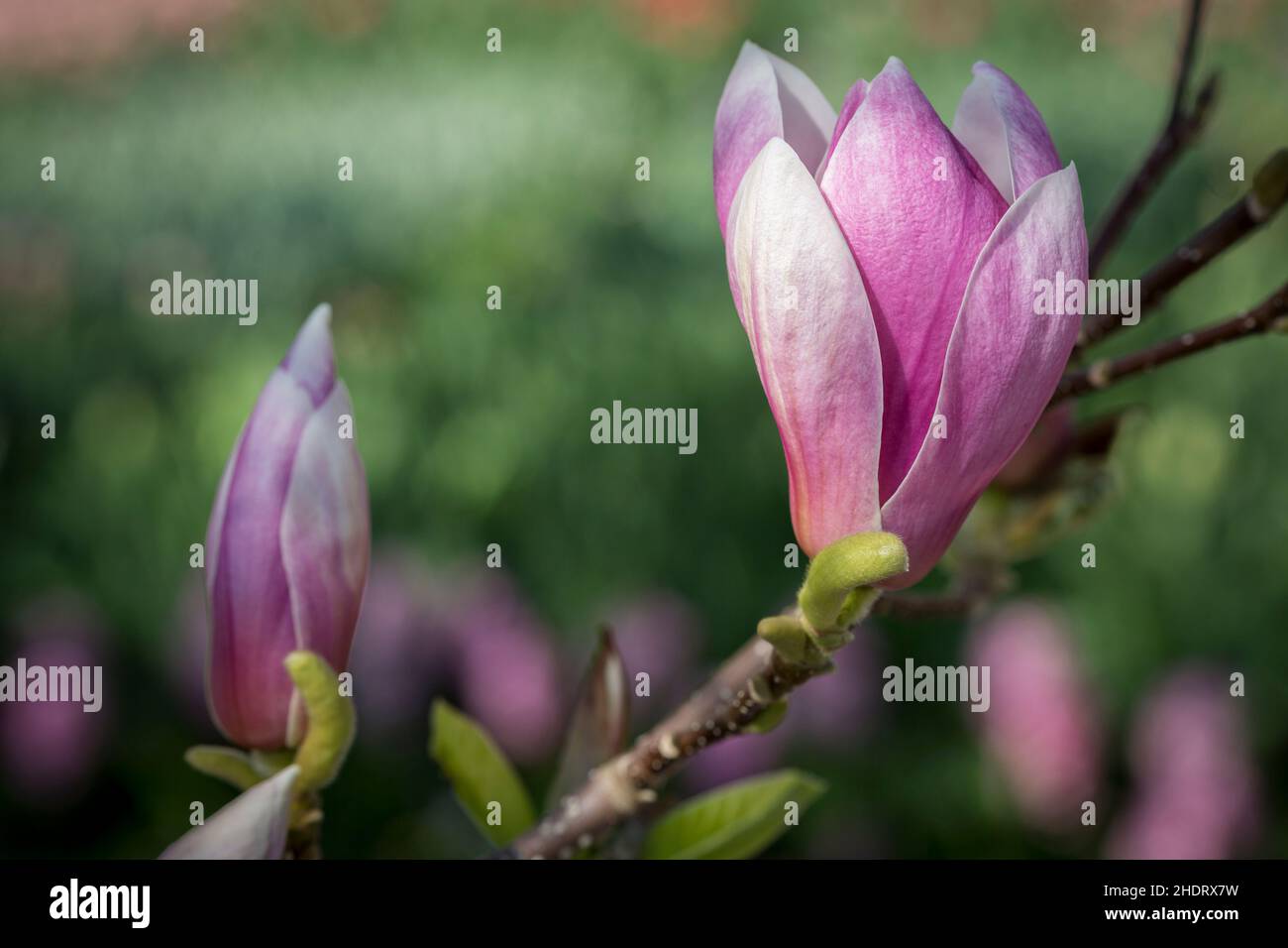 magnolia, magnolia flower, magnolias, magnolia flowers Stock Photo