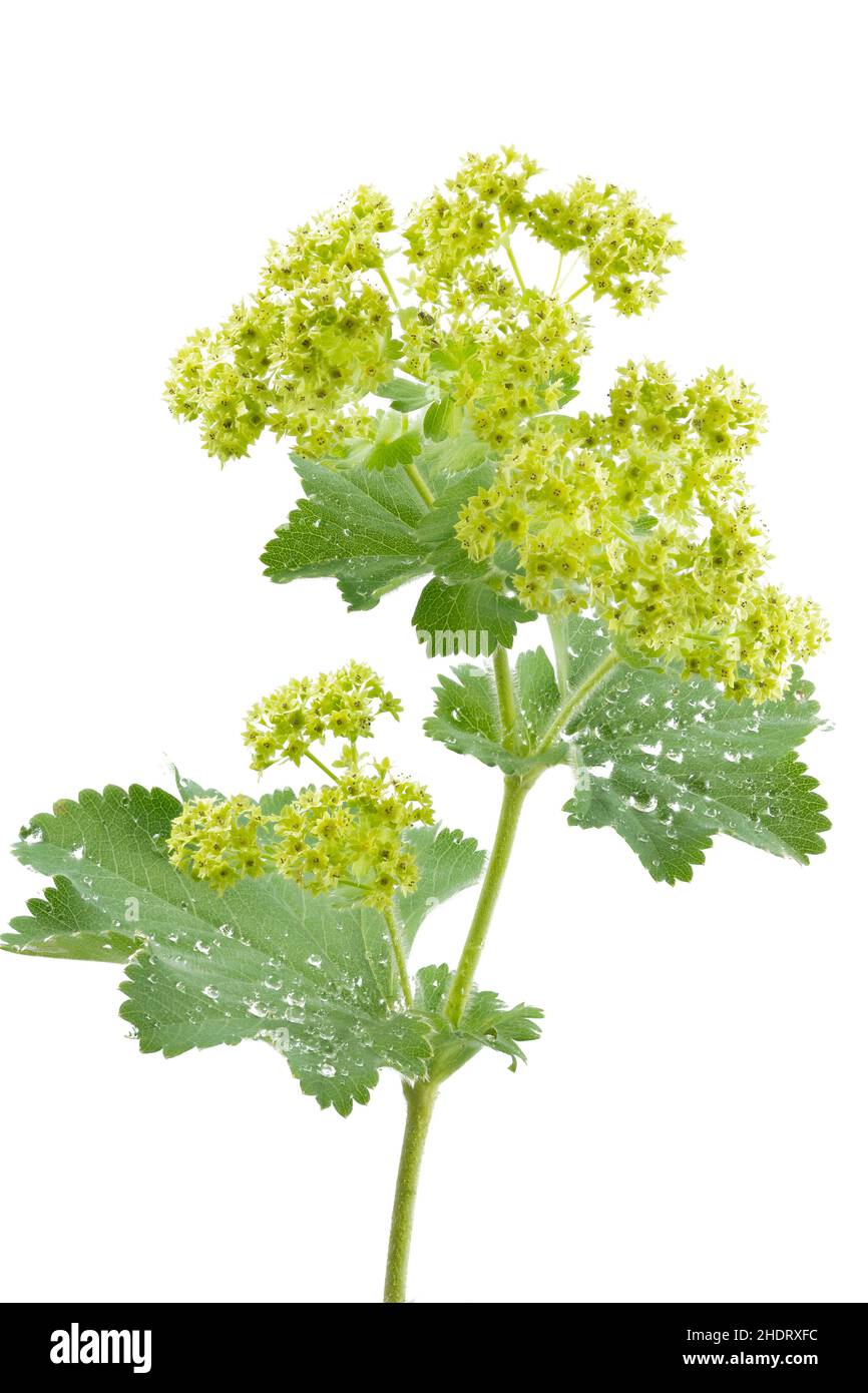 lady's mantle, lady's mantles Stock Photo