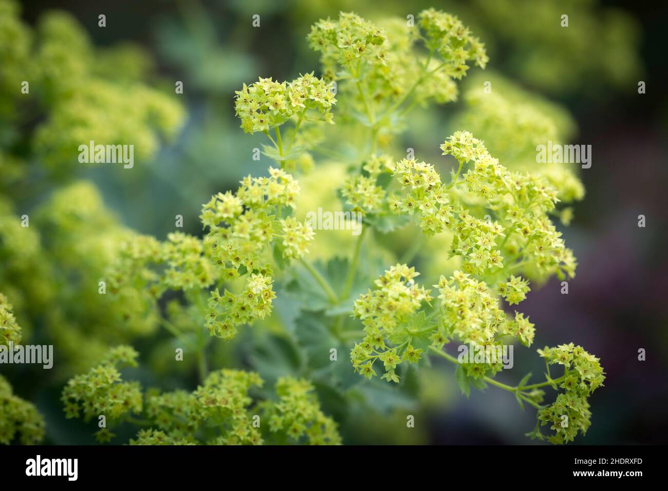 herb, lady's mantle, herbs, lady's mantles Stock Photo