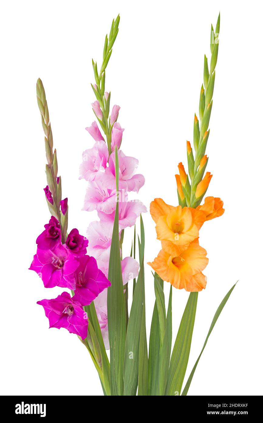 cut flower, gladiolus, cut flowers Stock Photo