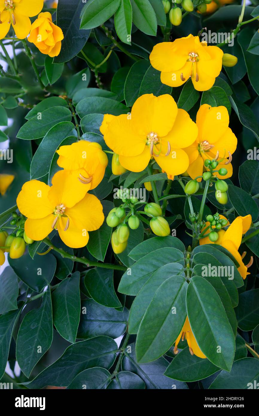 argentine senna, senna, argentina senna, buttercup bush, flowering