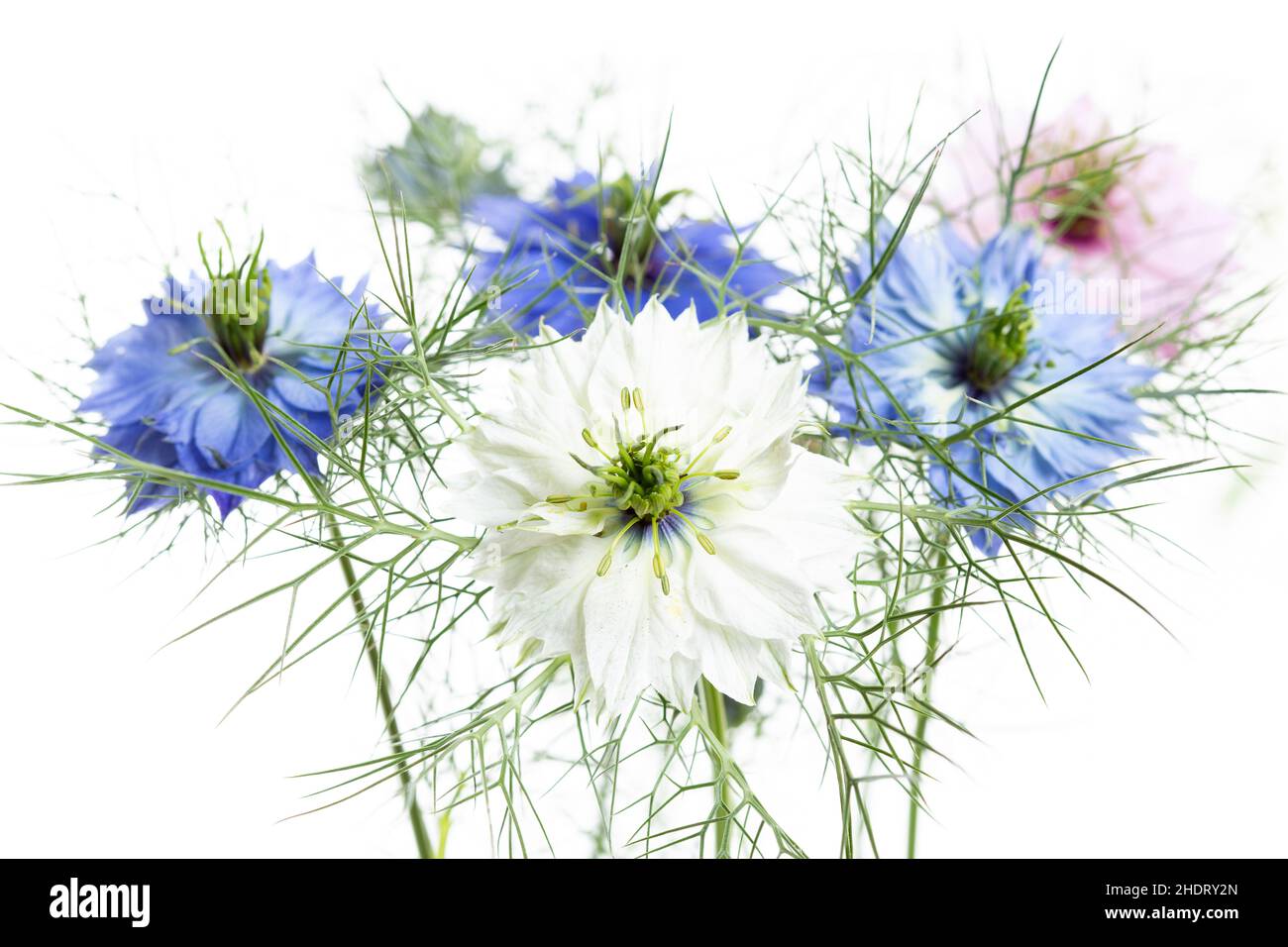 nigella, love in a mist, nigellas Stock Photo