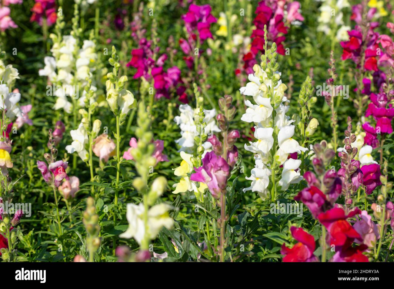 snapdragons, snapdragon Stock Photo