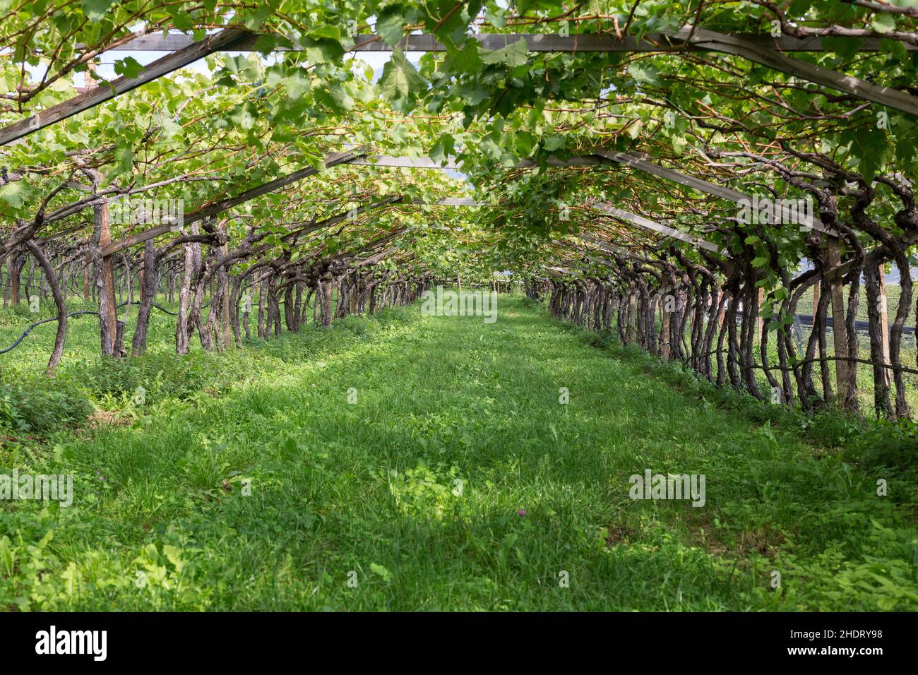 vineyard, vine training, vineyards Stock Photo
