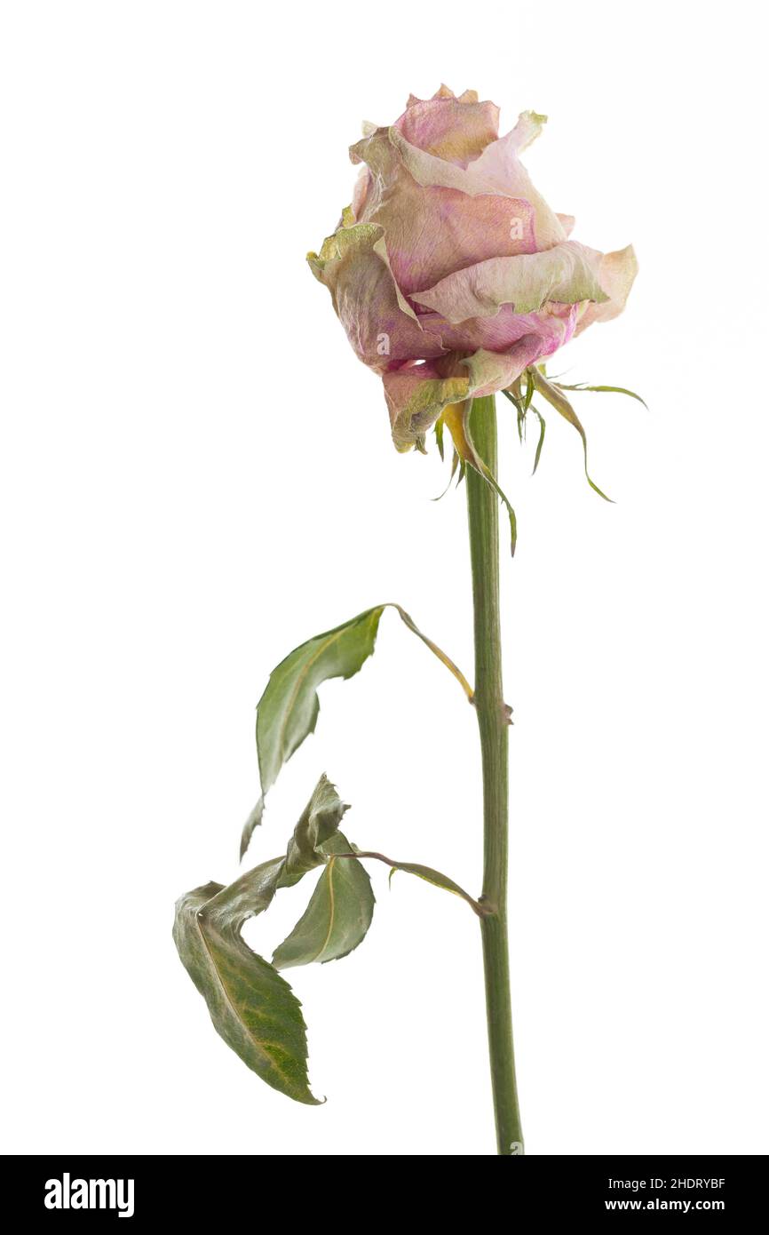 rose, faded, roses, fadeds Stock Photo - Alamy