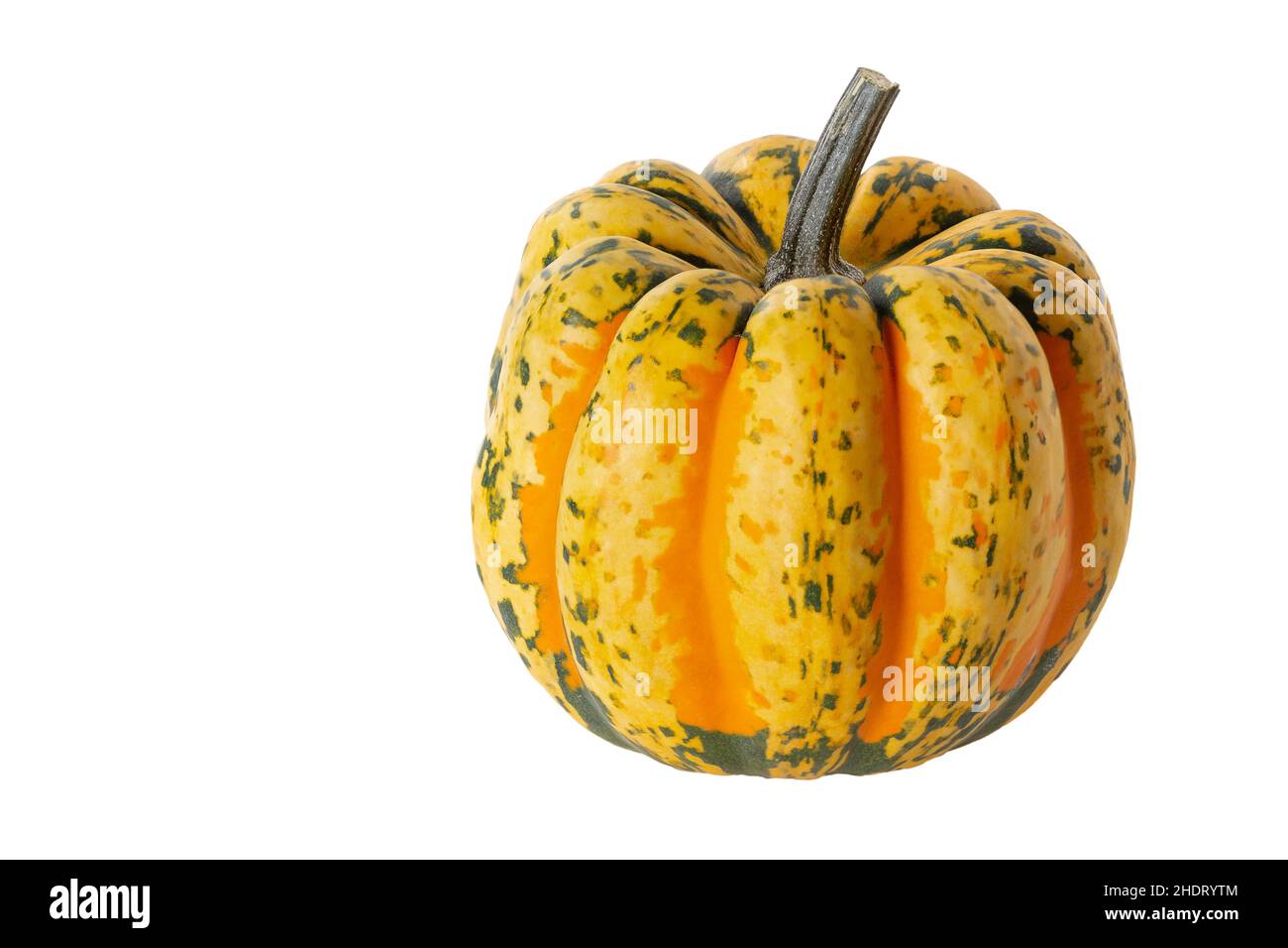 squash, chameleon, edible gourd, squashs, chameleons, edible gourds