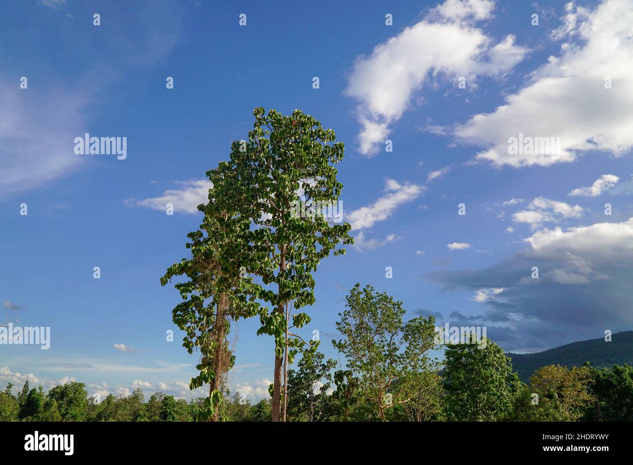 Dipterocarpus tuberculatus Roxb tree in northern Thailand Stock Photo