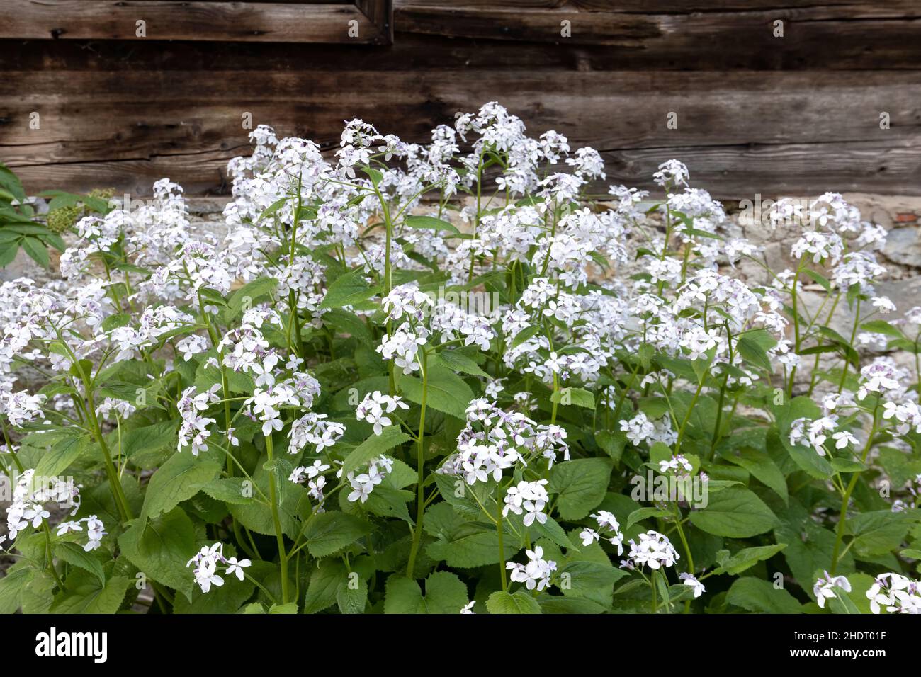 Rediva Plants lunaria rediviva hi-res stock photography and images - Alamy