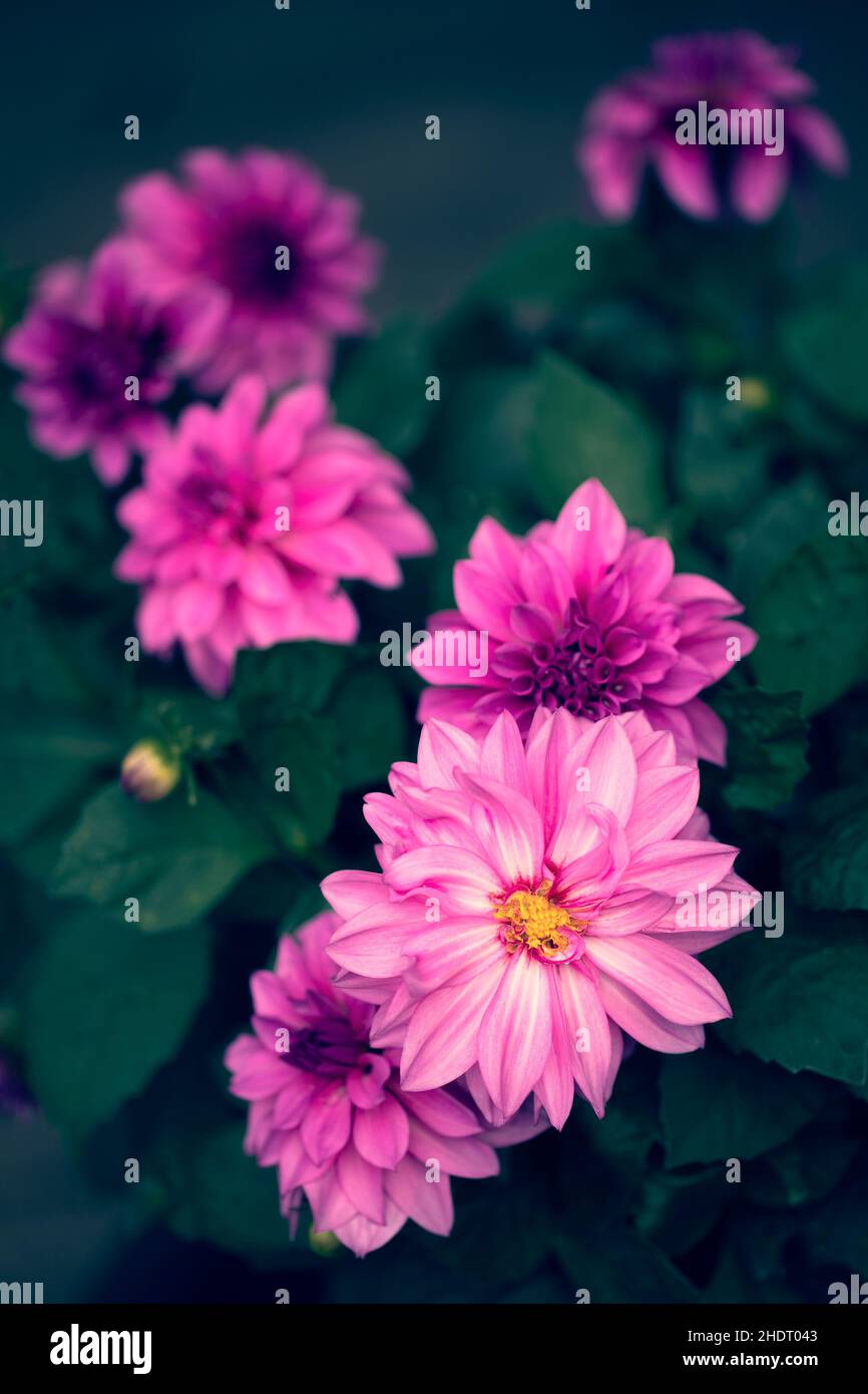 hires stock photography and images Alamy