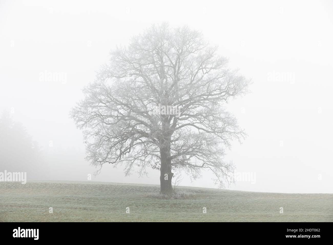 tree, fog, lonely, trees, fogs, lonelies Stock Photo