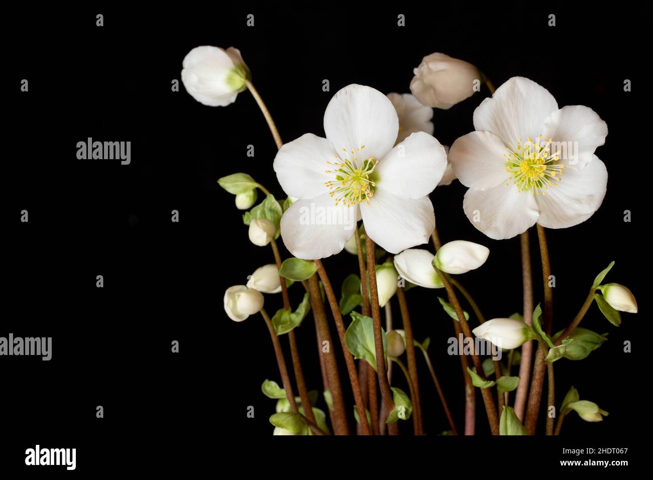 christian rose, christian roses Stock Photo - Alamy