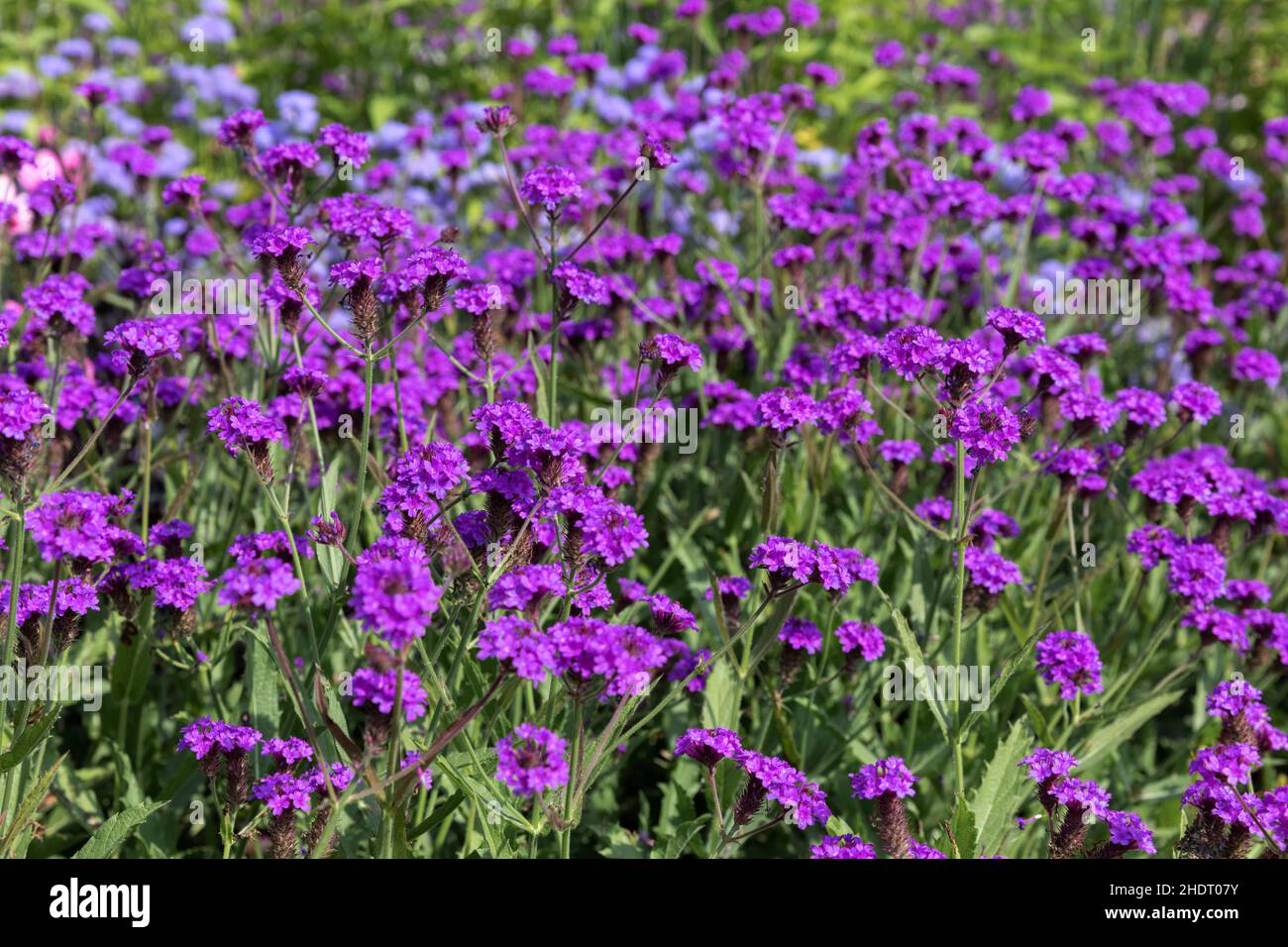 Plant slender hi-res stock photography and images - Alamy