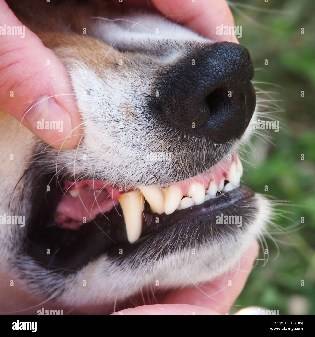 dogs muzzle, canine dentition, dog tooth, dogs muzzles Stock Photo Alamy