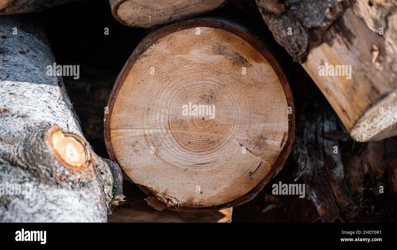 Visible growth rings hi-res stock photography and images - Alamy
