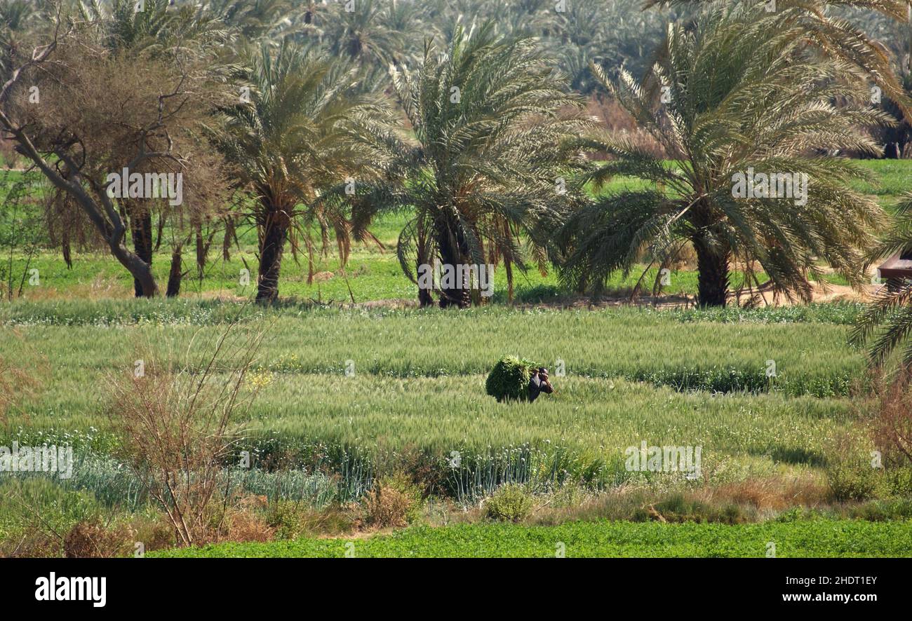 agriculture, egypt, vegetation, agricultures, egyptian, egypts