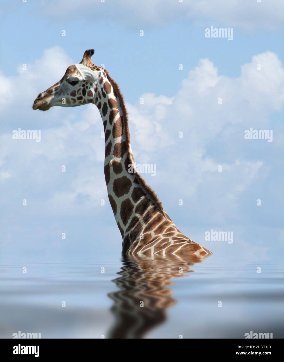 Uganda giraffe hi-res stock photography and images - Alamy