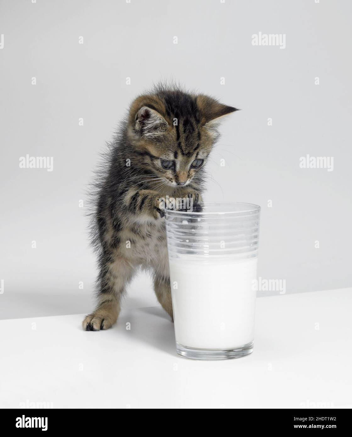 Milk for cats hi-res stock photography and images - Alamy - Vegan Milk For Cats