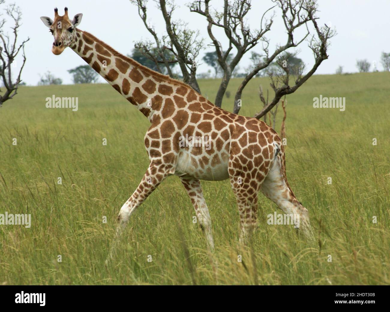 Uganda colors hi-res stock photography and images - Alamy