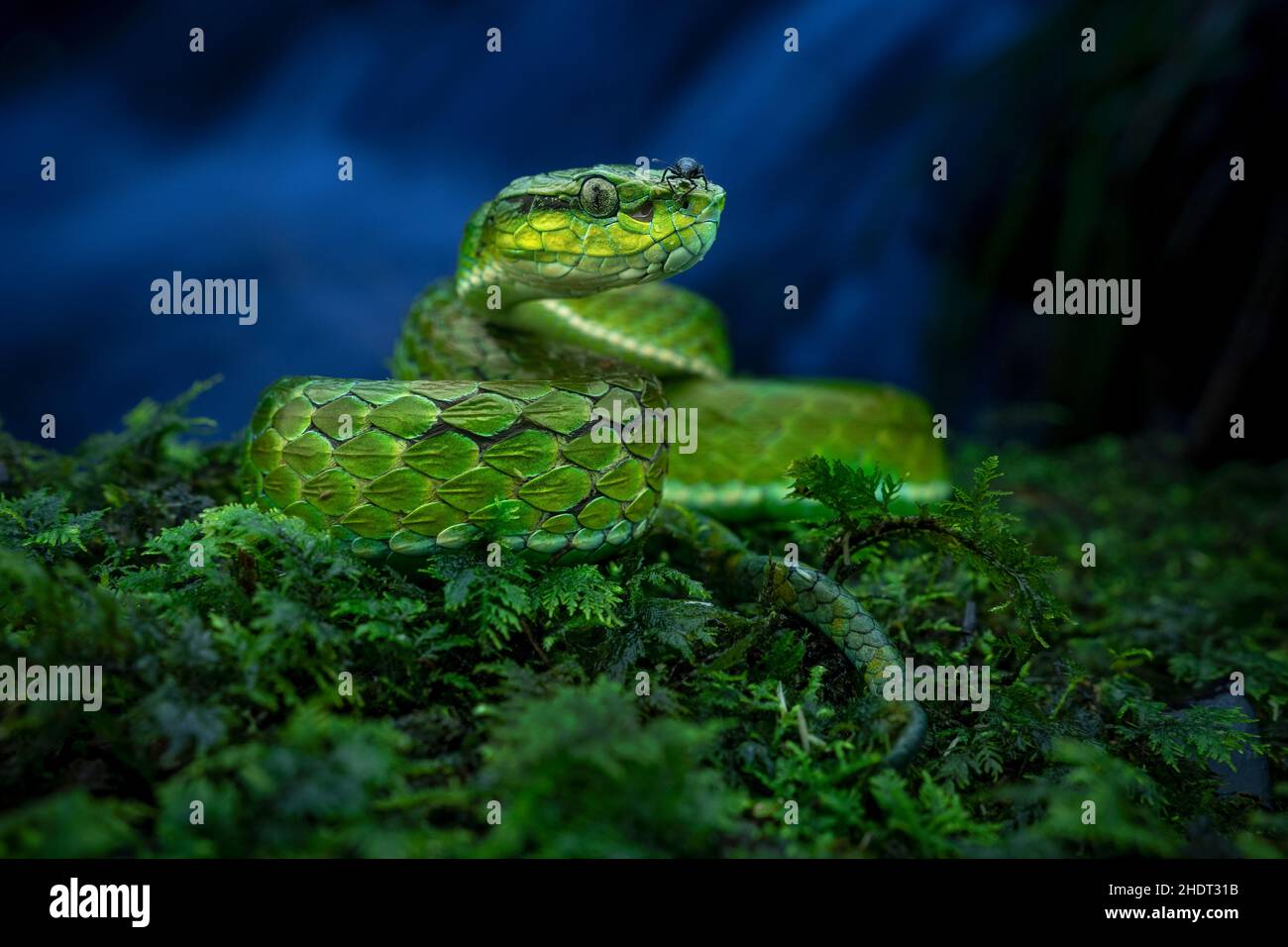 Portrait of a large-scaled pit viper against a stream with an insect on top of its head. Stock Photo