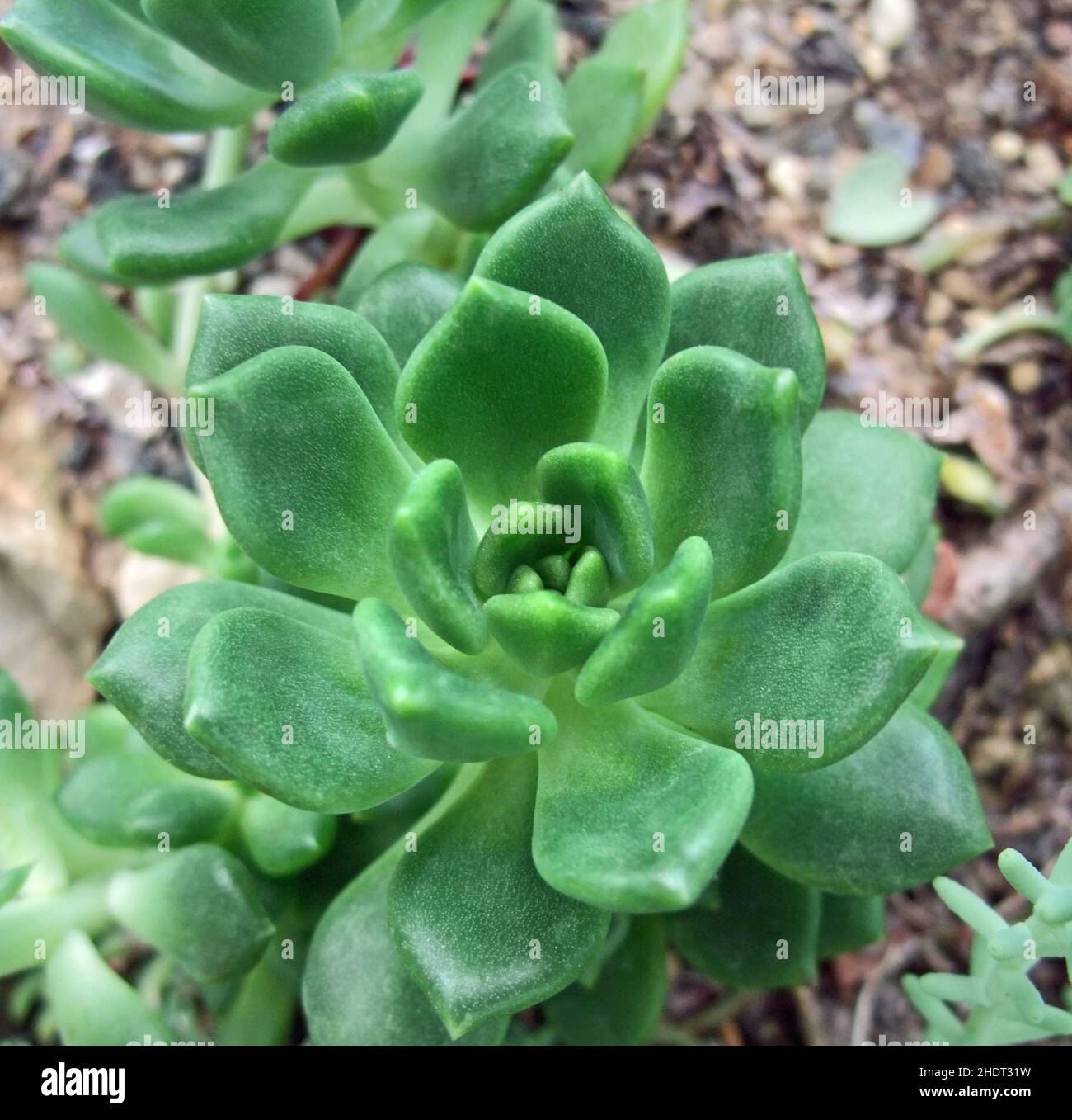Irish Rose