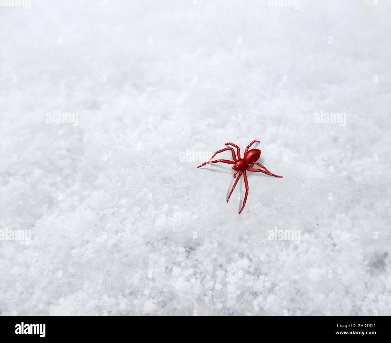 spider, snow, spiders, snowy Stock Photo Alamy