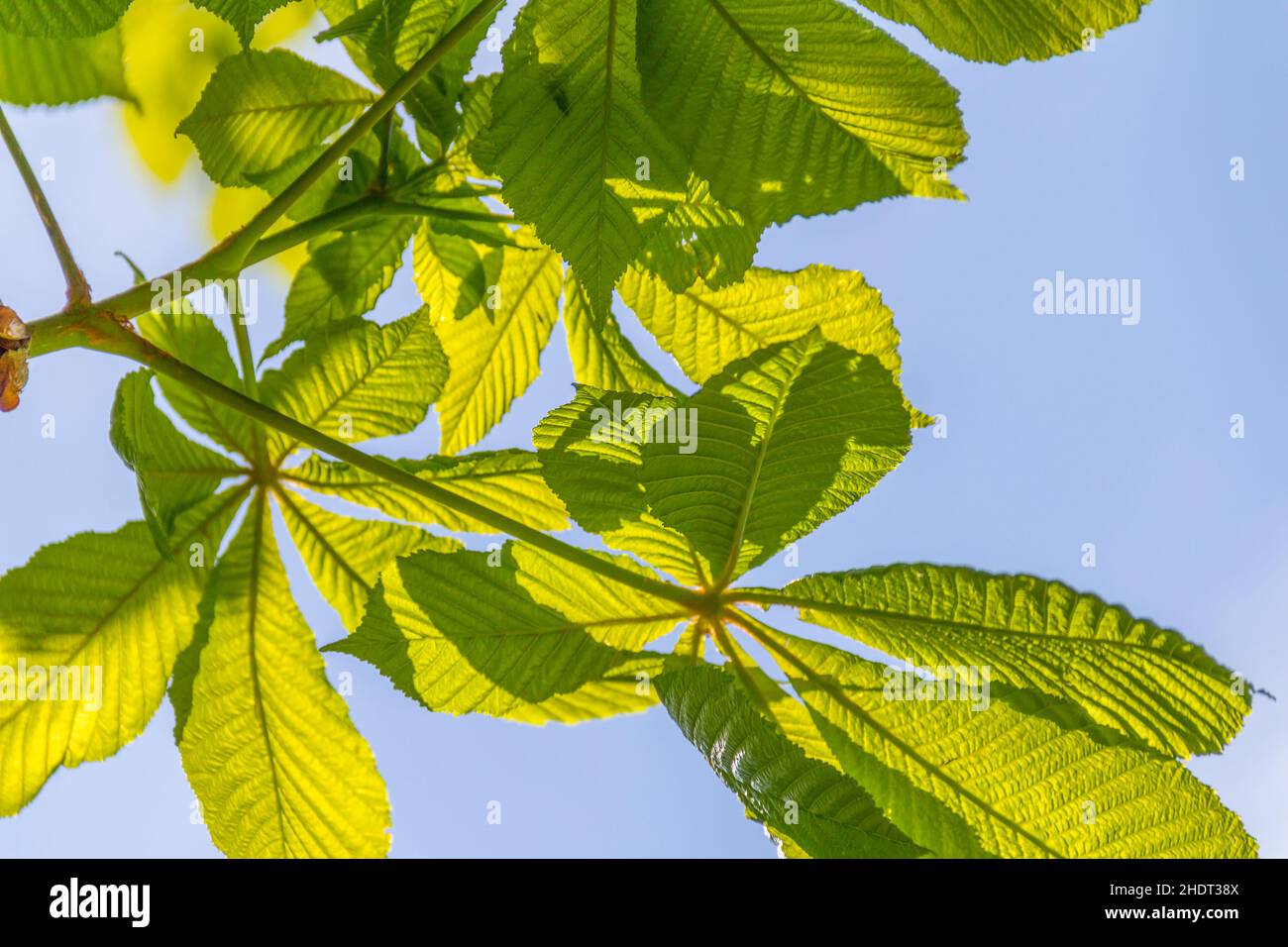 Spring chestnut leaves hi-res stock photography and images - Alamy