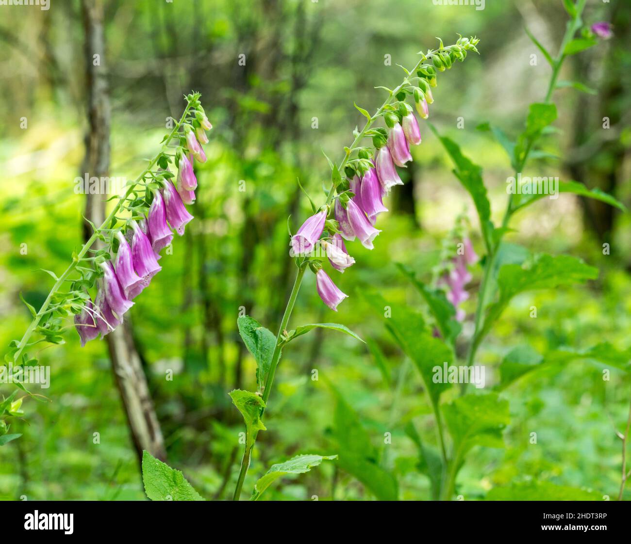 foxglove, poisonous plants, foxgloves Stock Photo Alamy