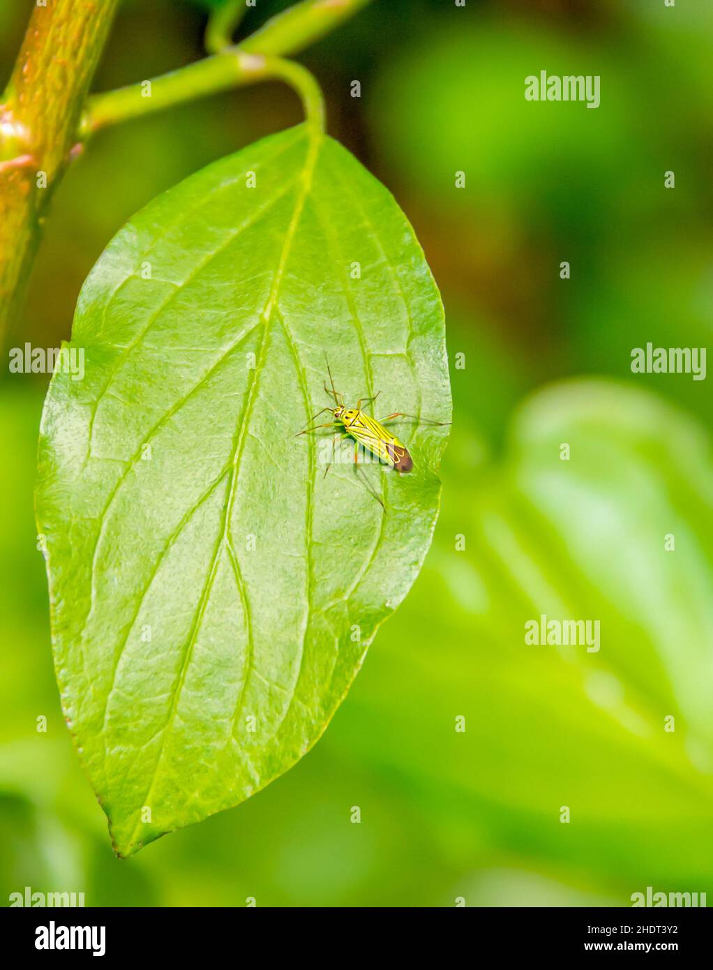 calocoris affinis Stock Photo