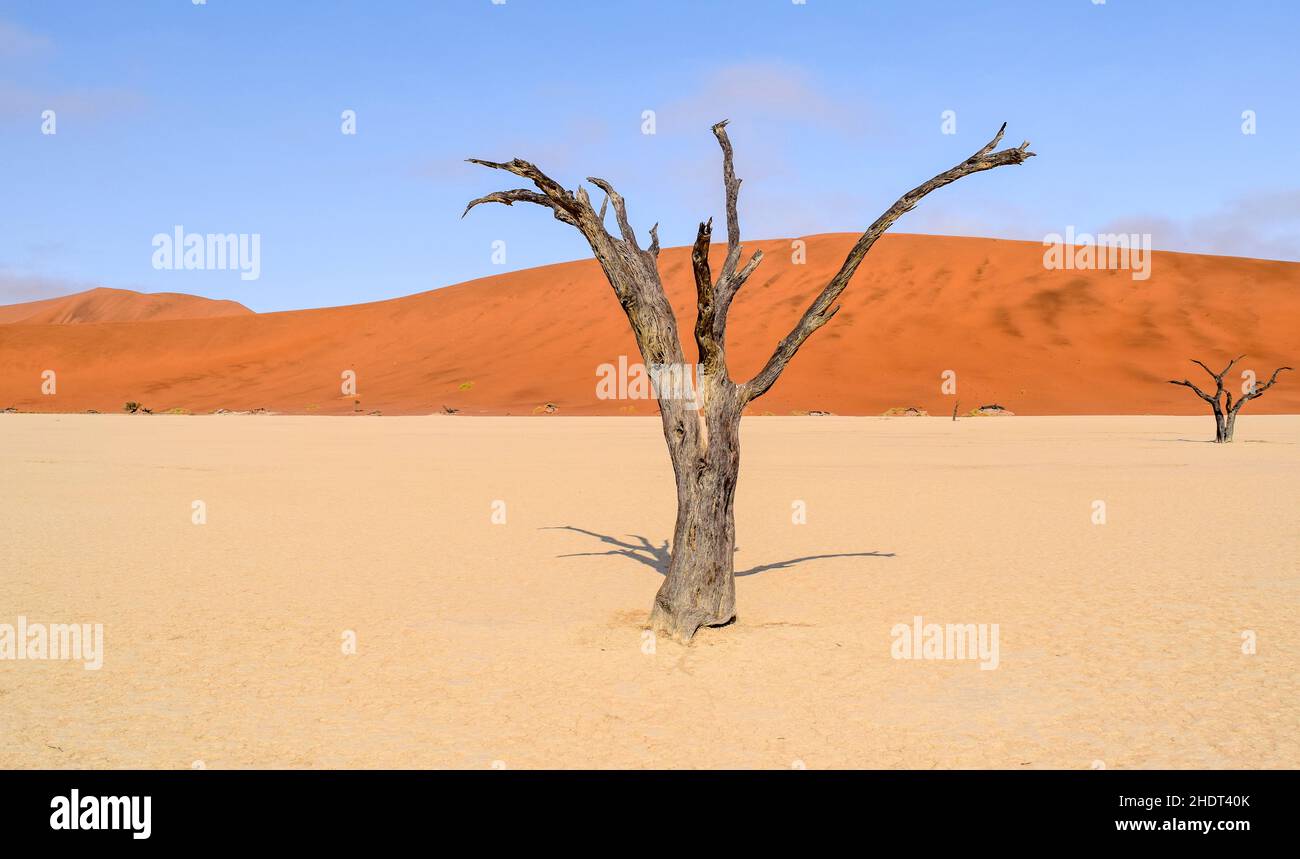 deadwood, namib desert, deadwoods, namib deserts Stock Photo