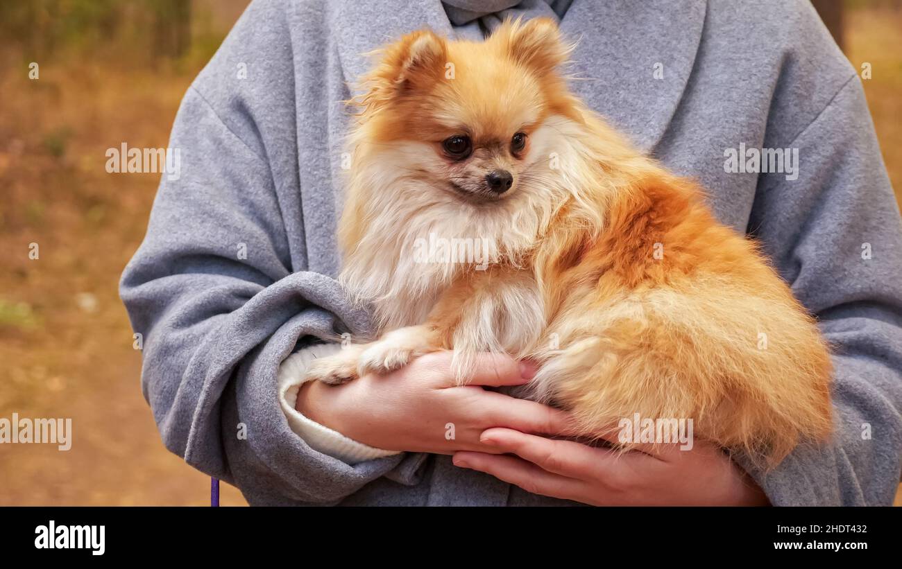 Mini pom cheap dog