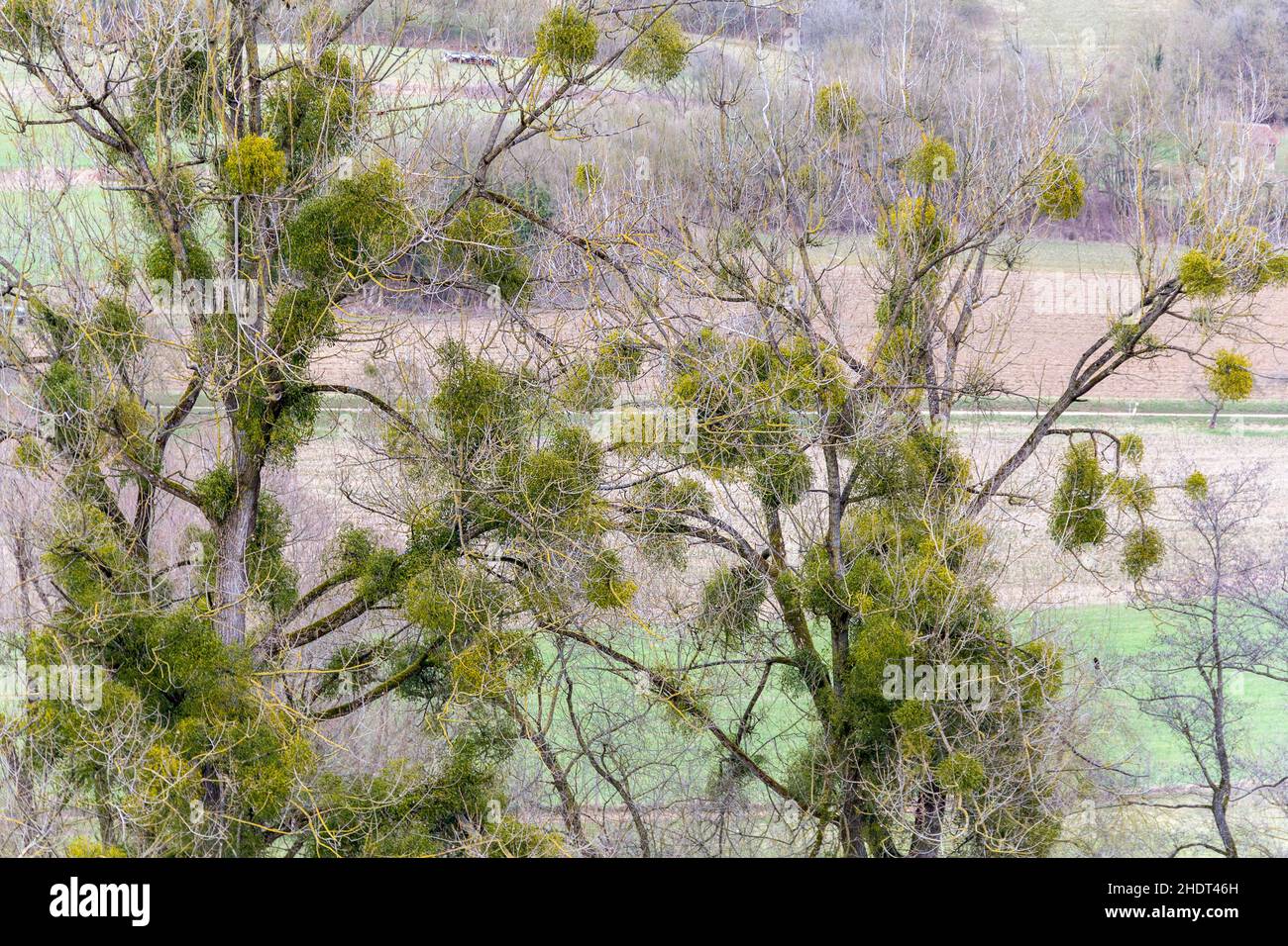 Tree Mistletoe Trees Mistletoes Stock Photo Alamy Tree Mistletoe Trees Mistletoes Stock Photo Alamy