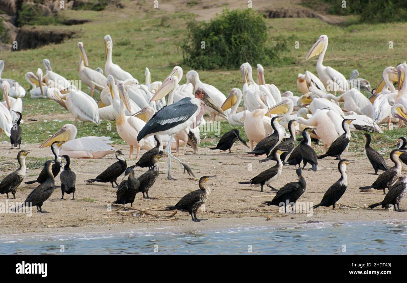 pelican, cormorant, marabou stork, pelicans, cormorants, marabou storks