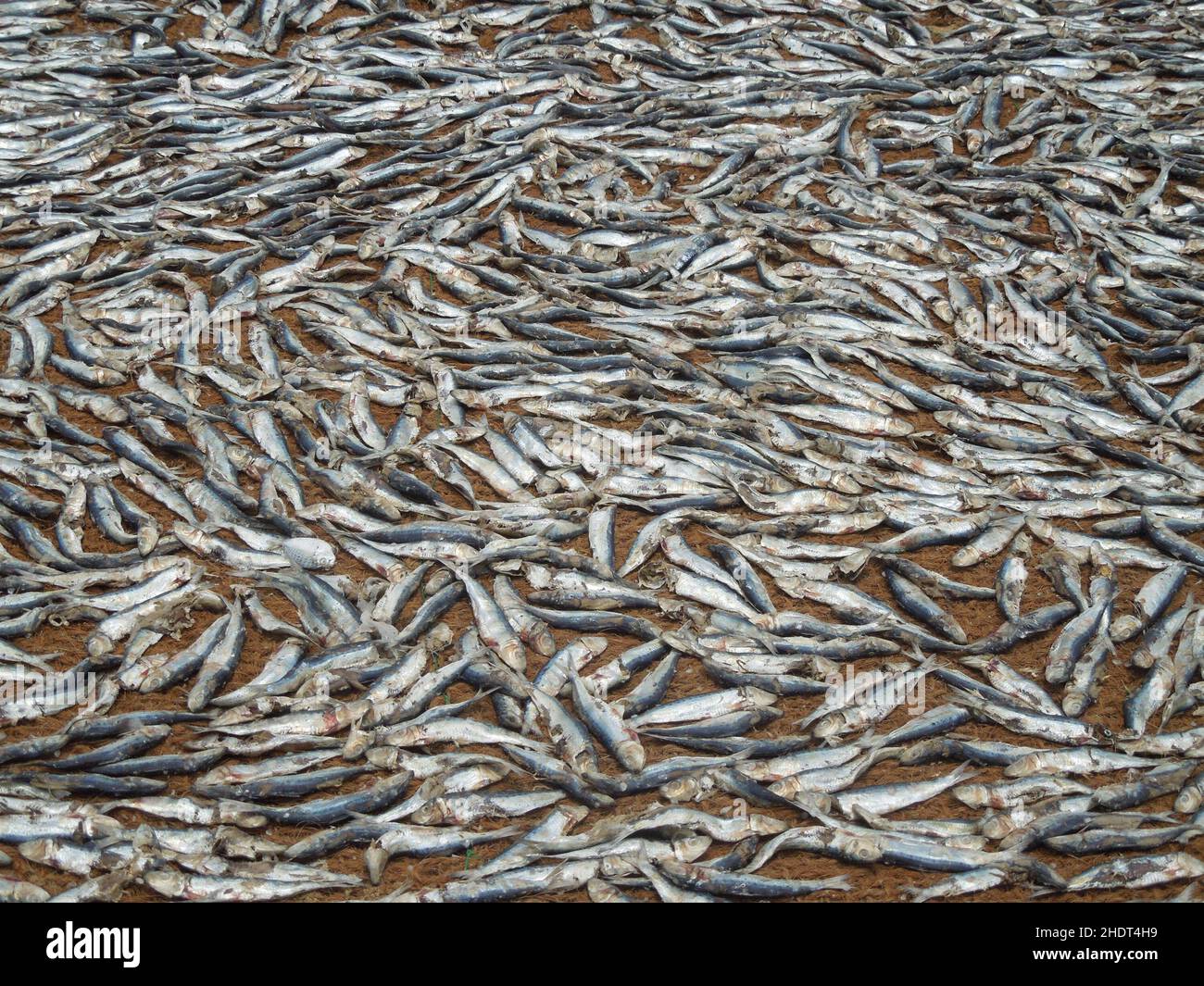 fish, drying, dried fish, fishes, dry, dryings, dried fishes Stock