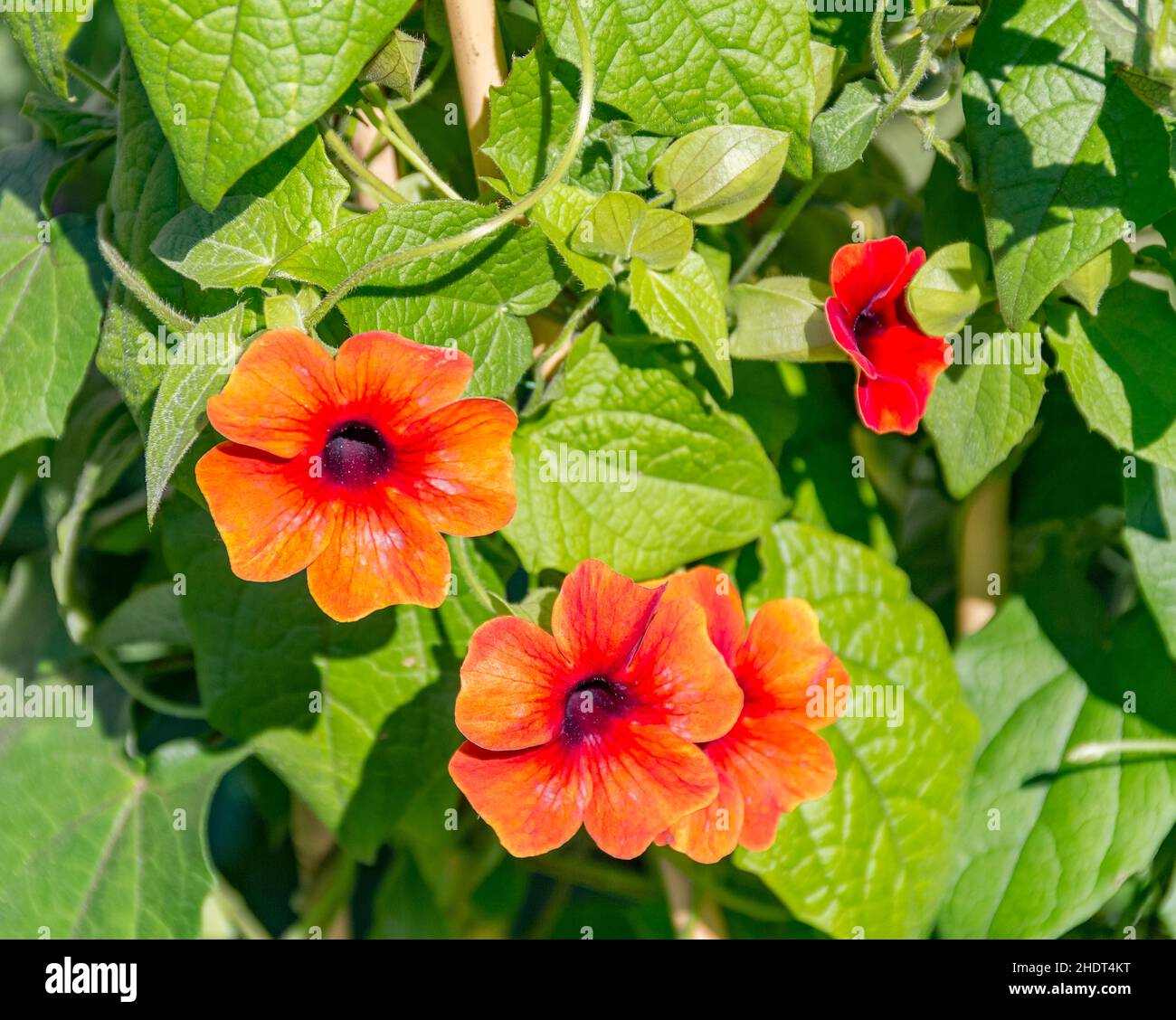 blackeyed susan vine, blackeyed susan vines Stock Photo Alamy