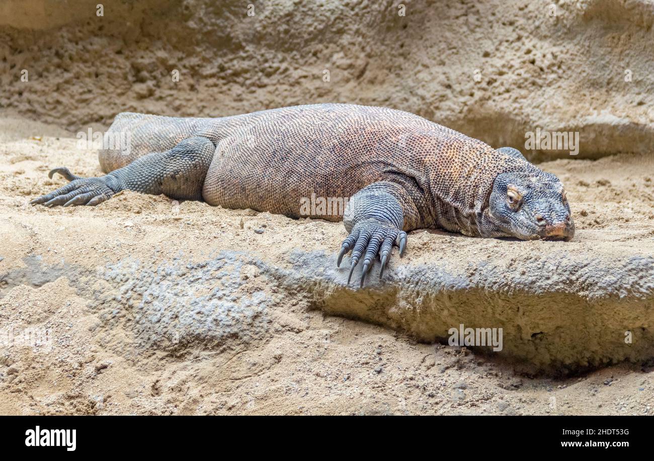 Monitor lizards of komodo hi-res stock photography and images - Alamy