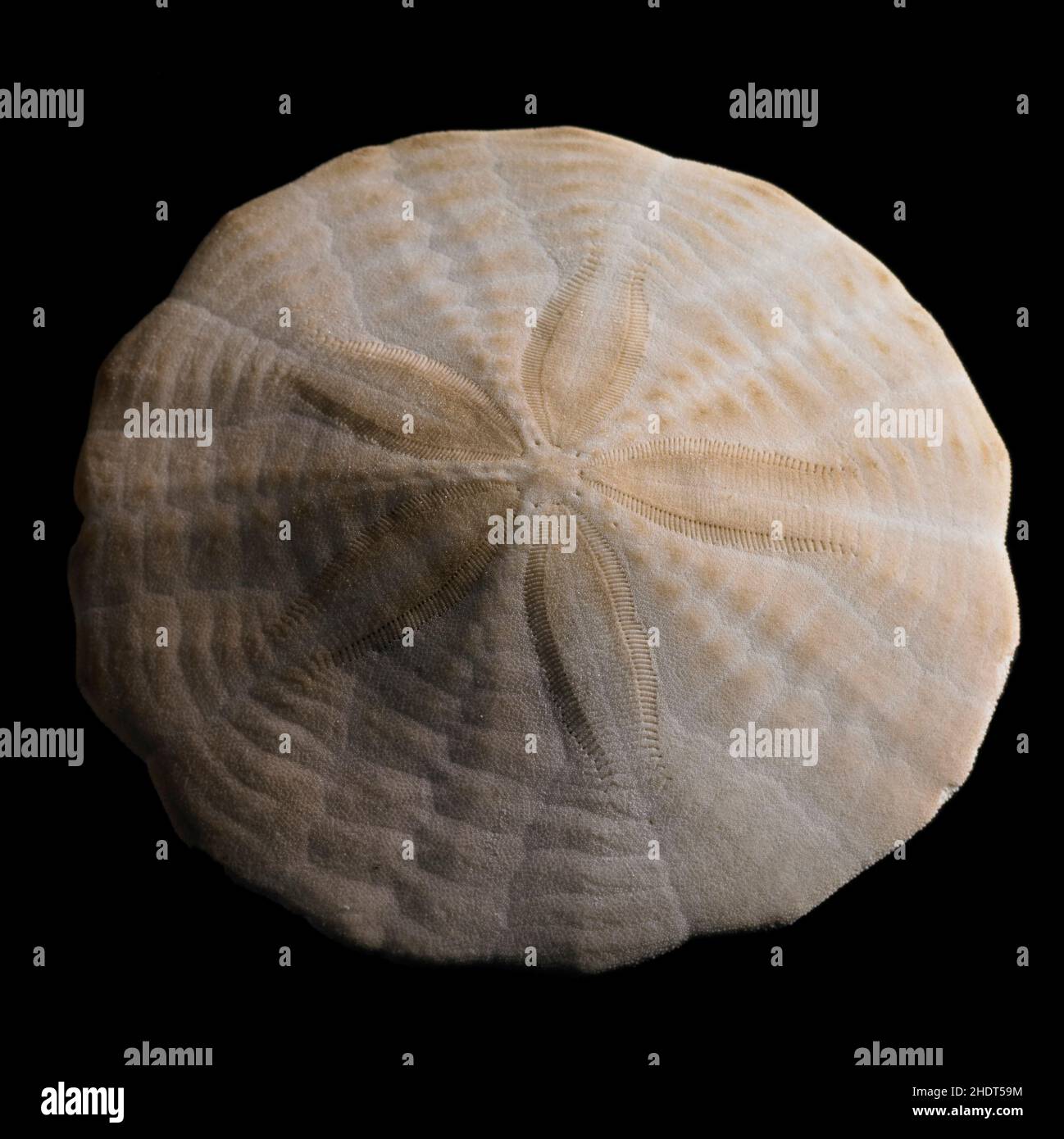 skeleton, sand dollar, skeletons Stock Photo