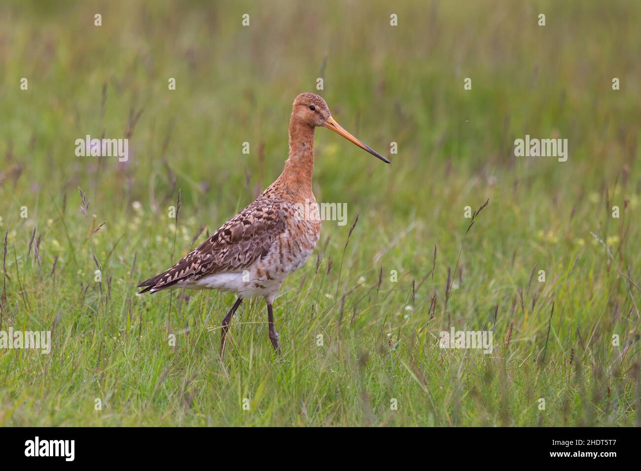 Tall black-tailed godwit walking on meadow in Iceland, Stock Photo