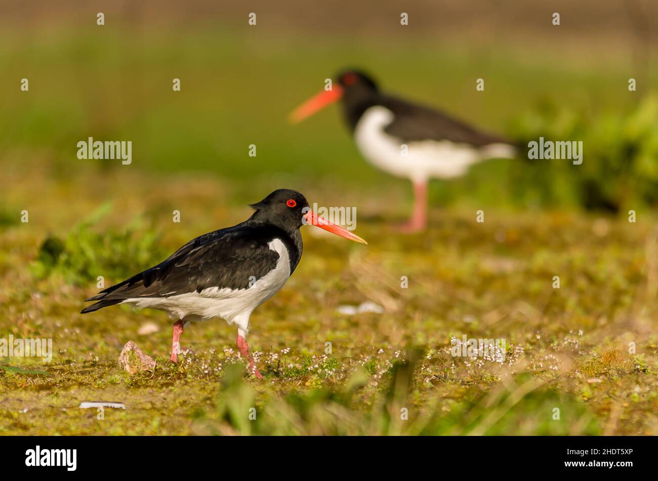 oyster catcher, oystercatchers Stock Photo Alamy