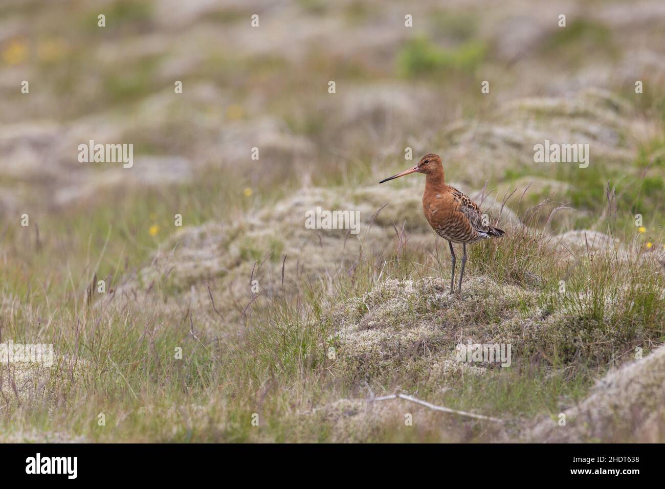 Black-tailed godwit, Limosa limosa, in the grass Stock Photo