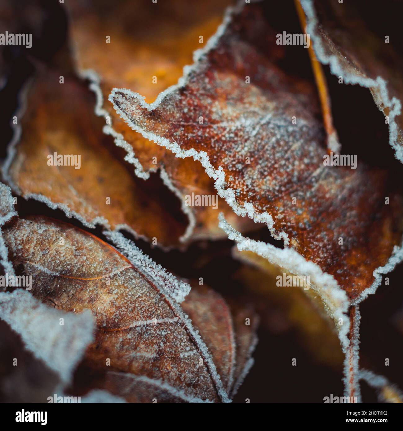 leaves, frost, rime, leaf, frosts, rimes Stock Photo - Alamy