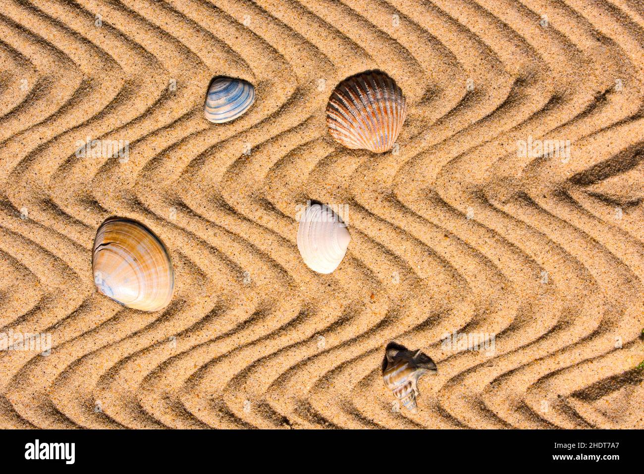 sand, pattern, mussels, wavy, sands, patterns, mussel, wavies Stock ...