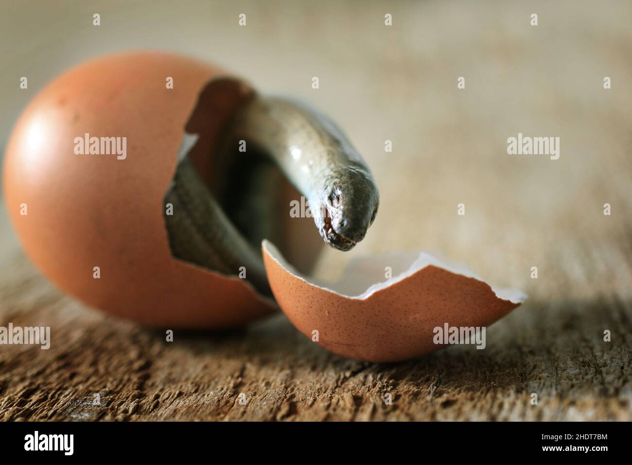 egg, hatching, slow worm, eggs, slow worms Stock Photo Alamy