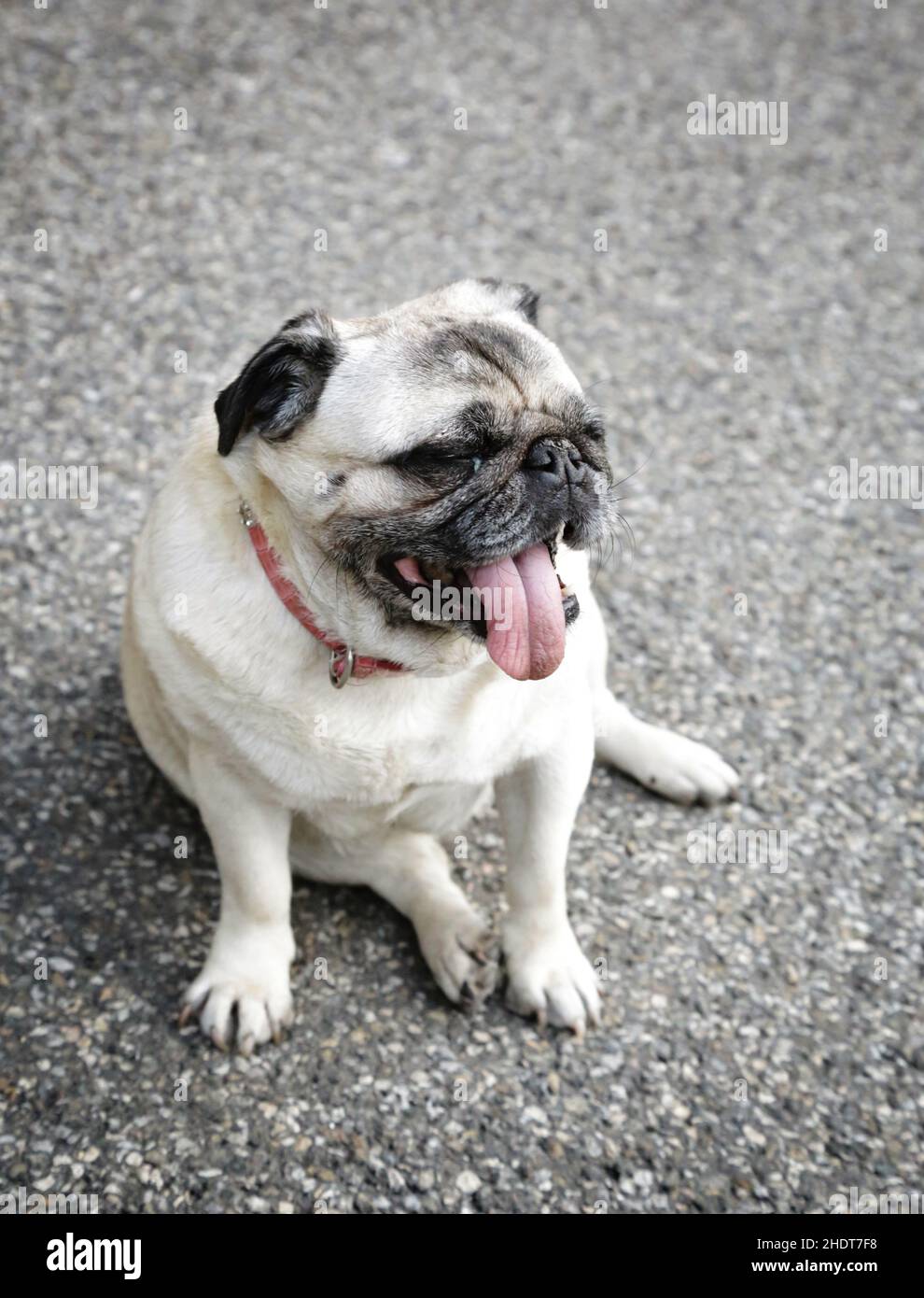 resting, panting, pug, rest, pugs Stock Photo Alamy
