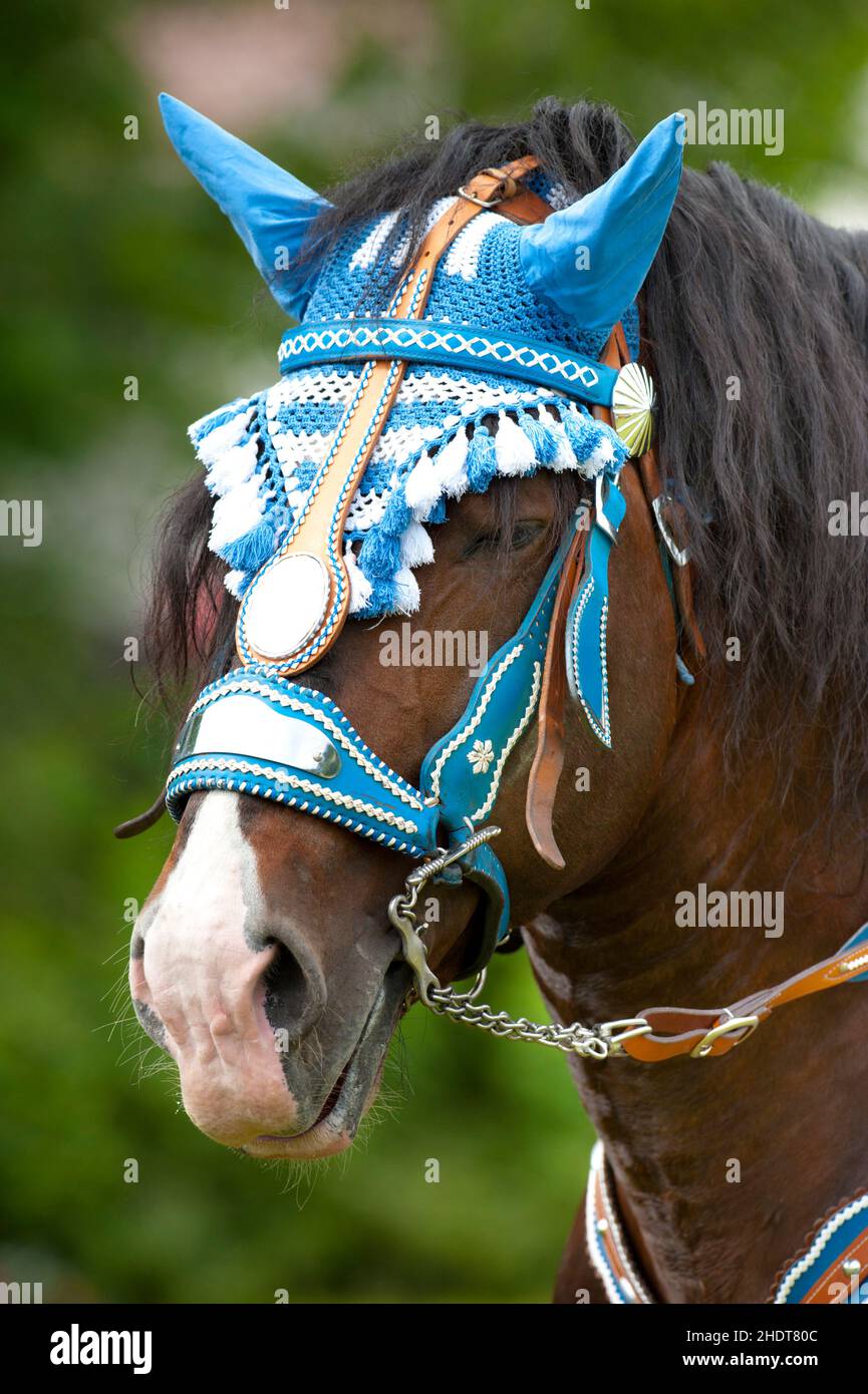 horse, headgear, horse parade, horses, headgears, headwear Stock Photo