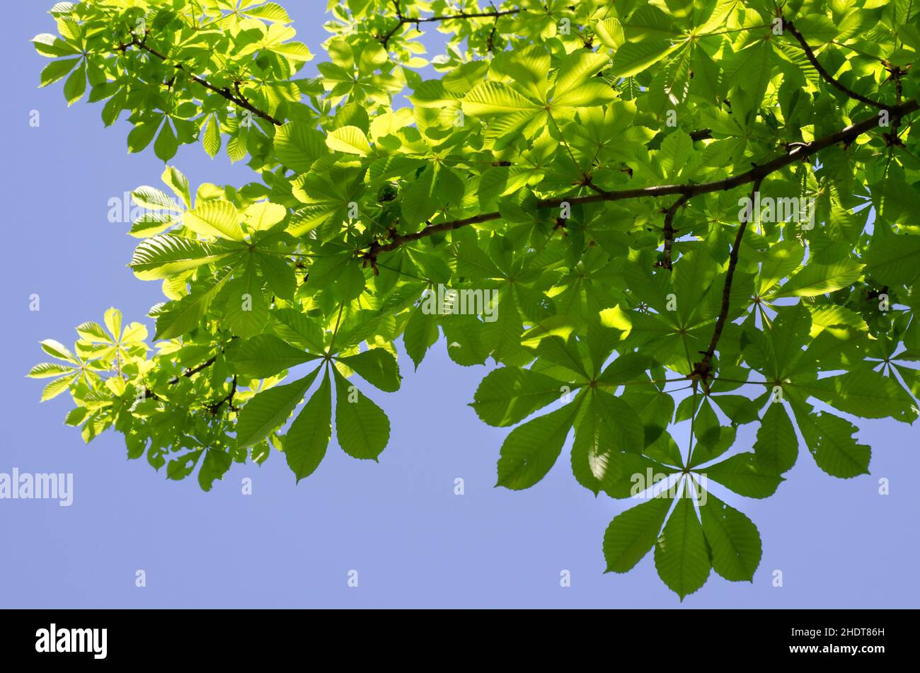 chestnut leaf, chestnut tree, chestnut leafs, chestnut trees Stock