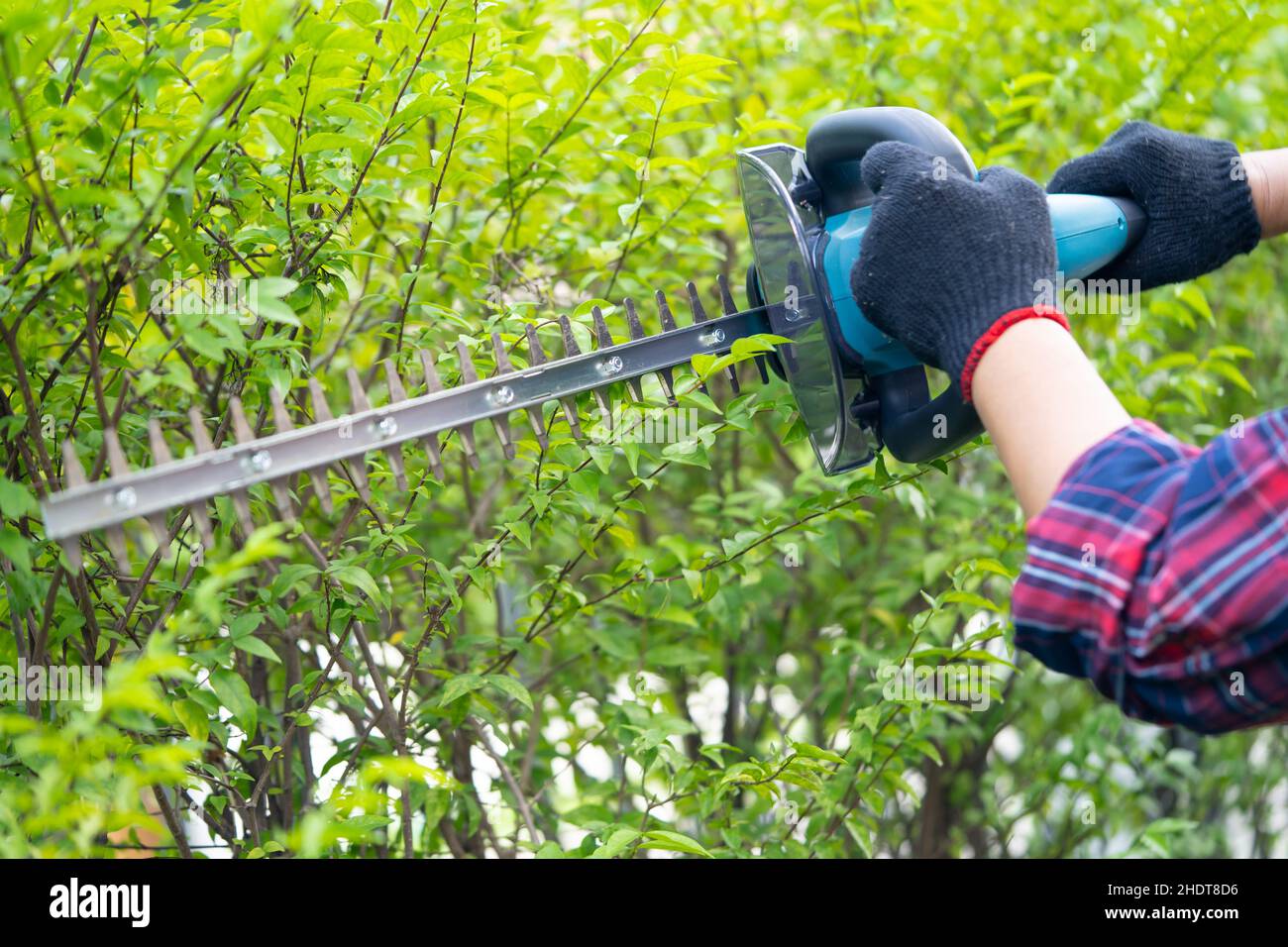 Gardener holding electric hedge trimmer to cut the treetop in garden